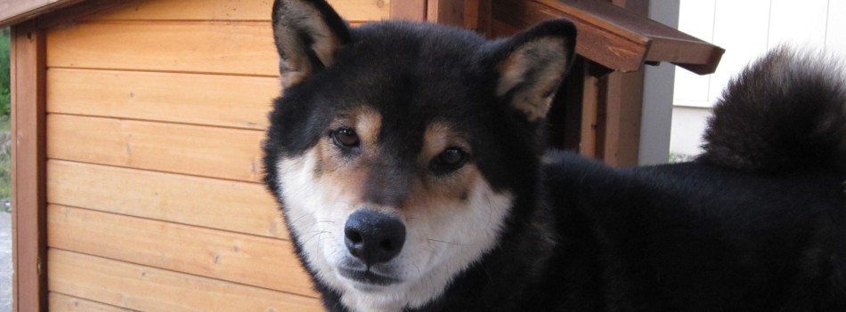 愛犬「元気」